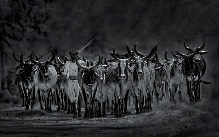 Mrinal Sen - Life-of-cowherd_Mrinal-Sen-India